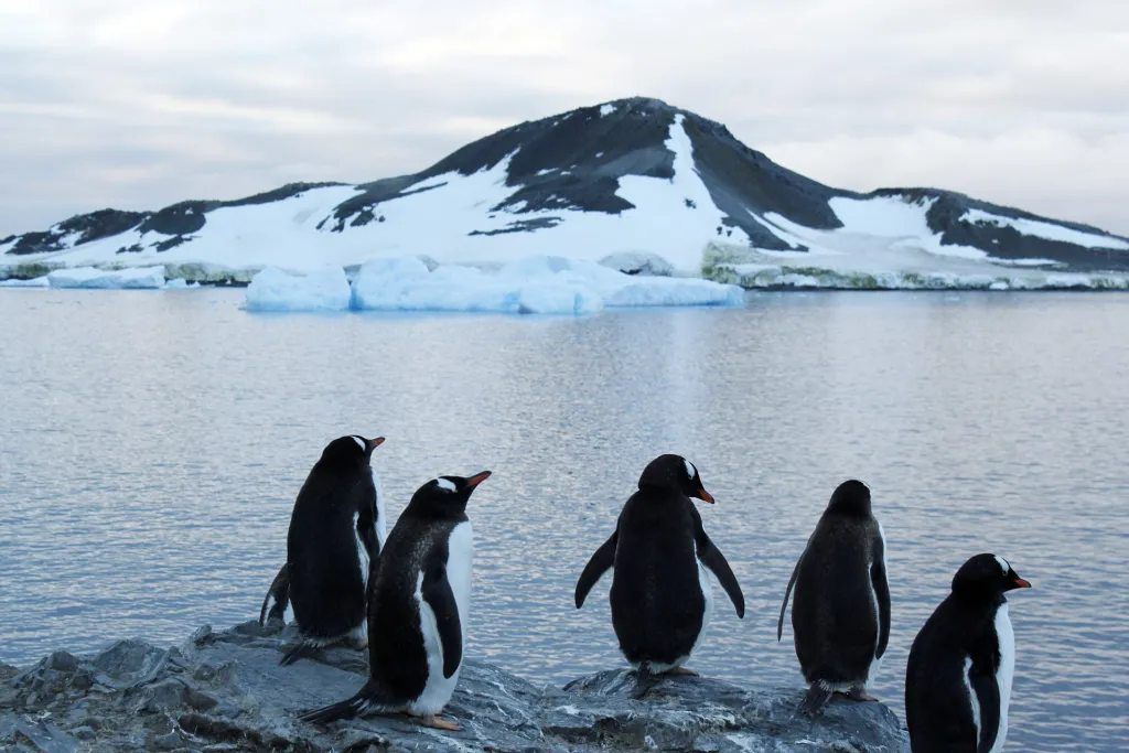 Los pingüinos son clave para reciclar el hierro en las aguas de la Antártida