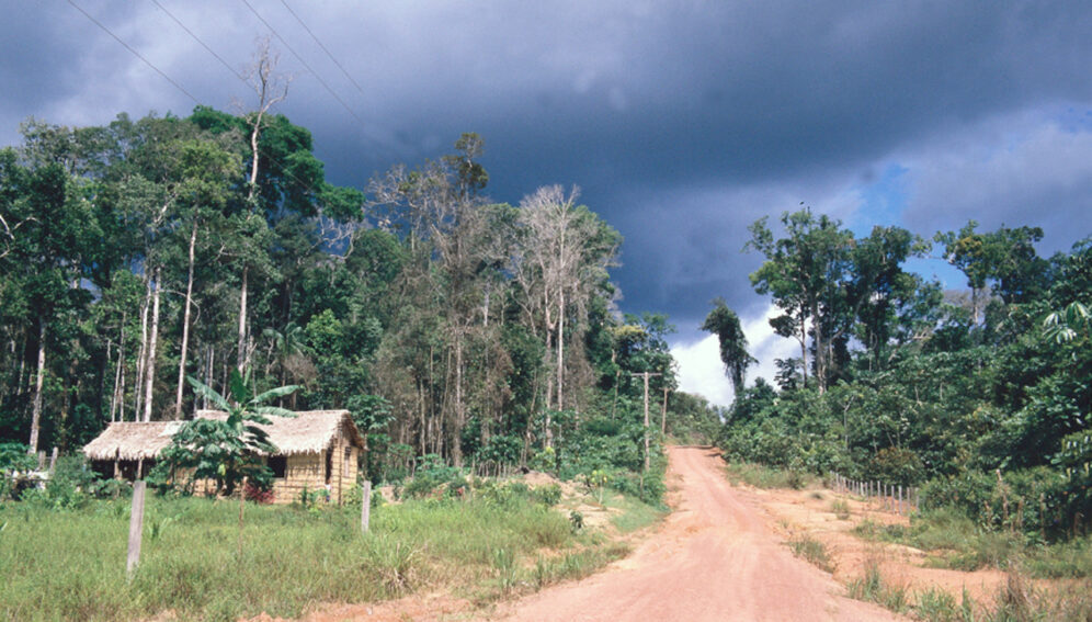 Proteger la selva amazónica permite ahorrar en salud