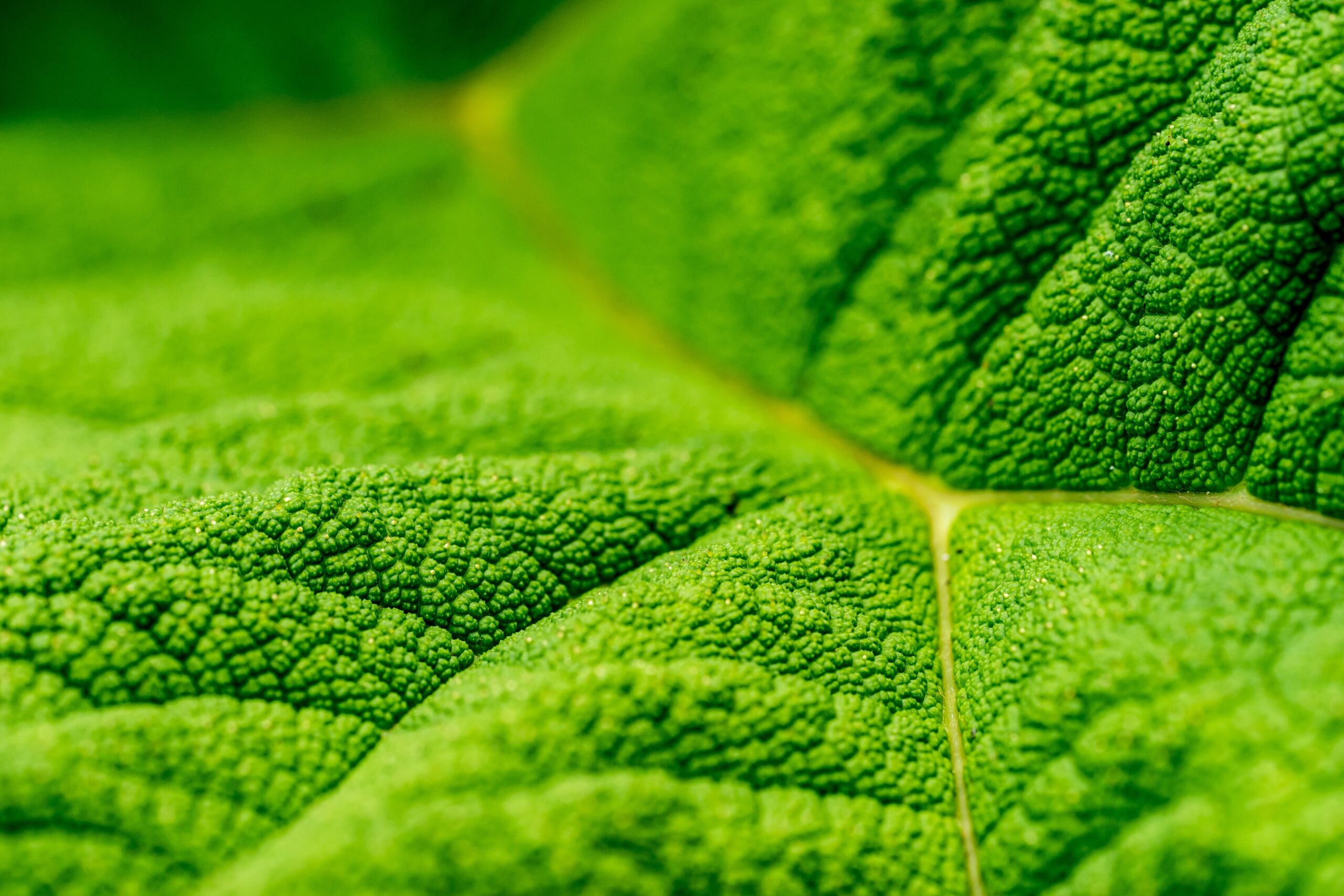 Las bacterias pueden ayudar a aumentar la fotosíntesis de las plantas