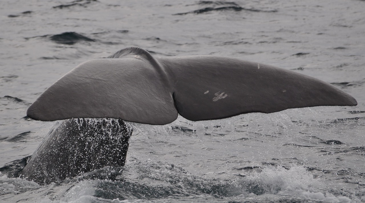 Hallan otra ballena muerta en Bali, la tercera en poco más de una semana