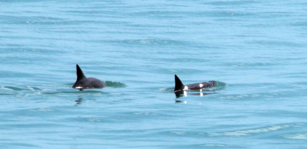 México trabaja en prevenir pesca y comercio ilegal de totoaba y proteger a vaquita marina