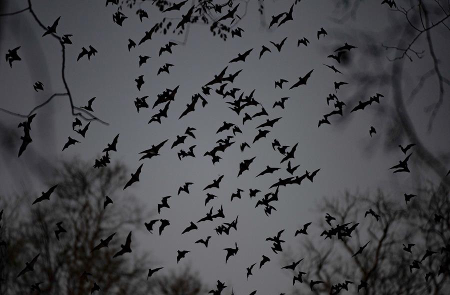 El sistema inmune de murciélagos revela claves contra futuras zoonosis