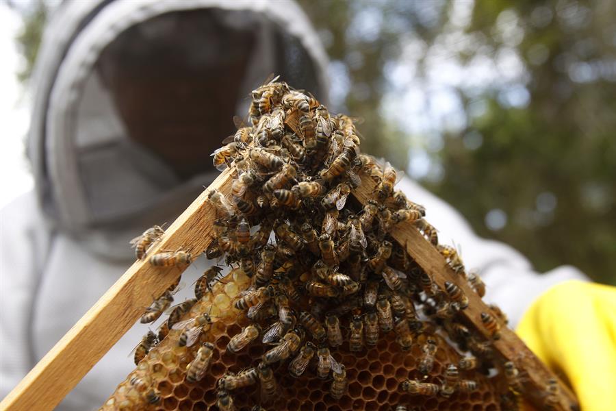 Apicultores colombianos cuidan a sus abejas de efectos del cambio climático