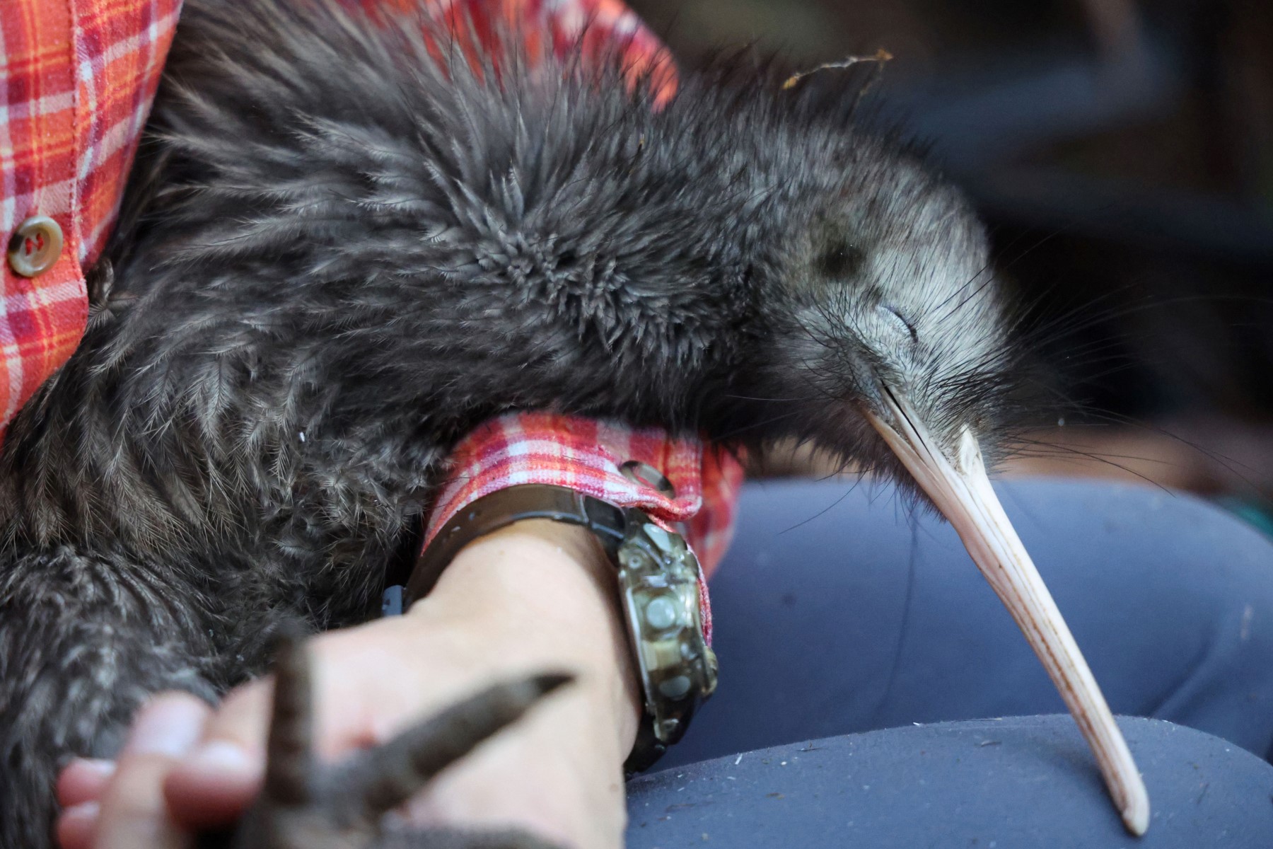 Nueva Zelanda se moviliza para salvar a su icónica ave, el kiwi