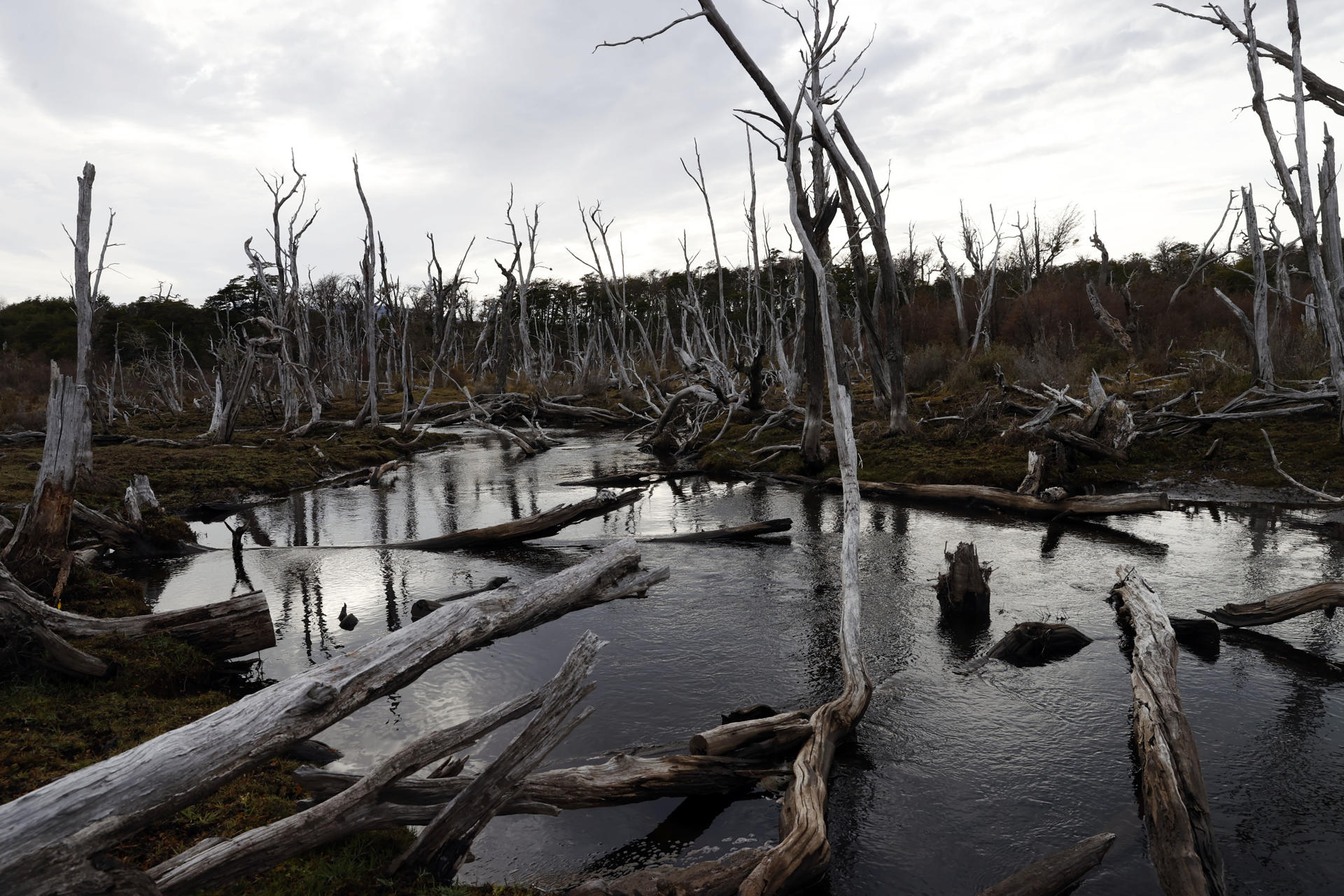 El castor, animal que arrasa bosques patagónicos al sur de Chile