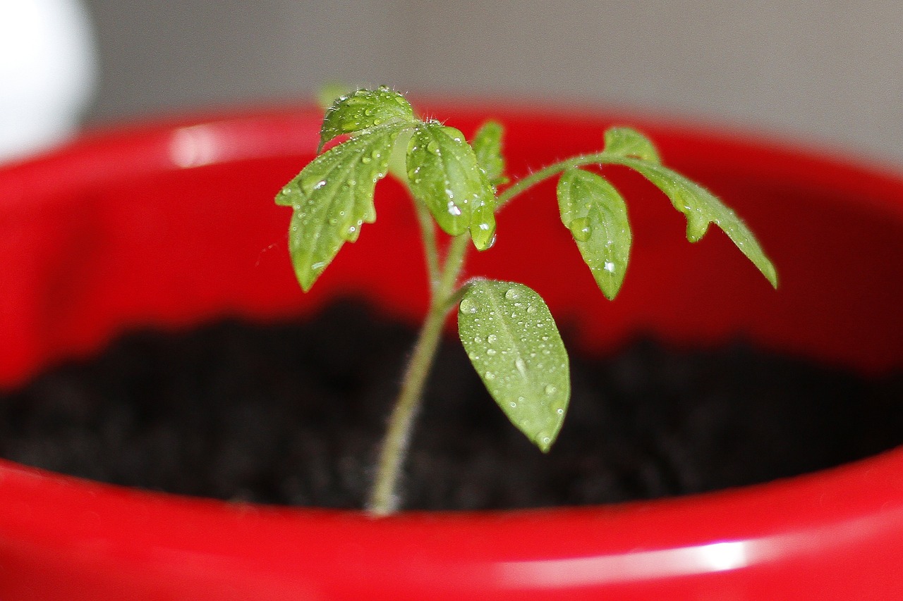 Un nuevo fármaco para proteger a las plantas de la sequía