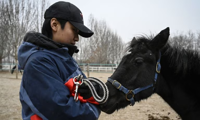 En china clonan caballos para mejorar el deporte ecuestre