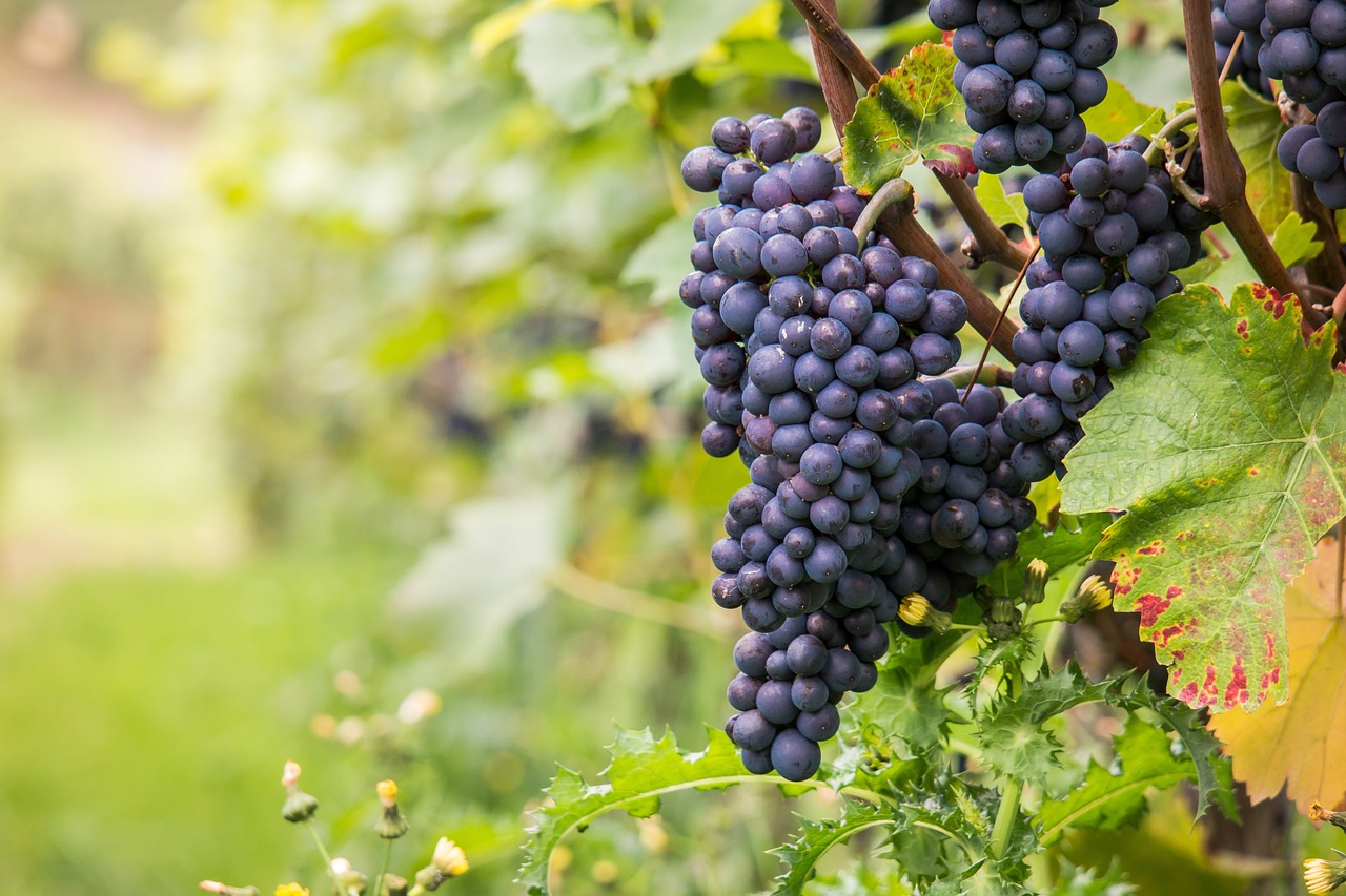 Vino y turismo: la combinación perfecta en las bodegas de Argentina