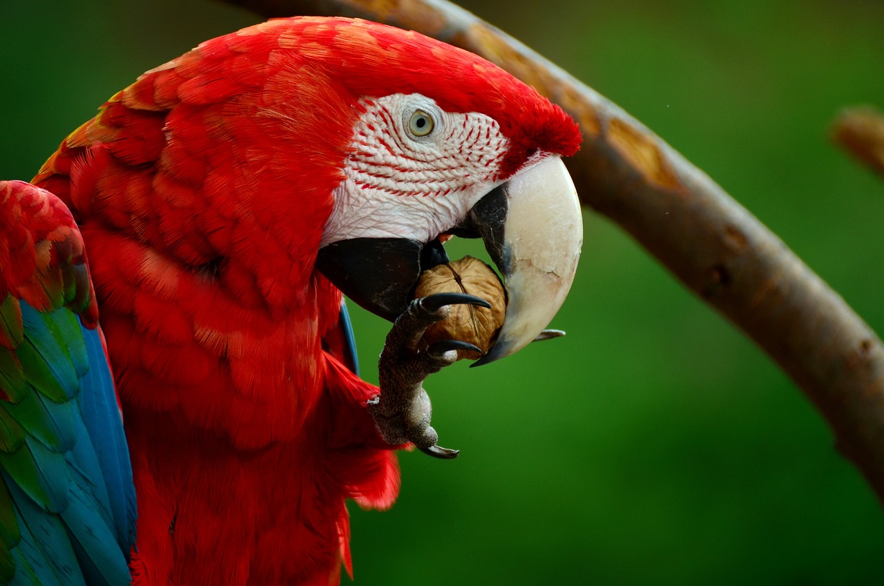 En Honduras buscan regresar a las guacamayas rojas a su hábitat natural