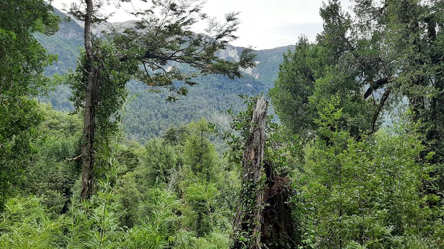 Patagonia chilena almacena casi el doble de carbono por hectárea que la Amazonía