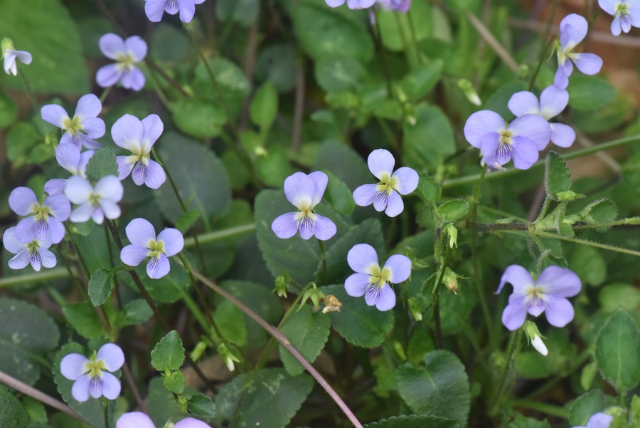 Hallan nueva especie de violeta en sur de China