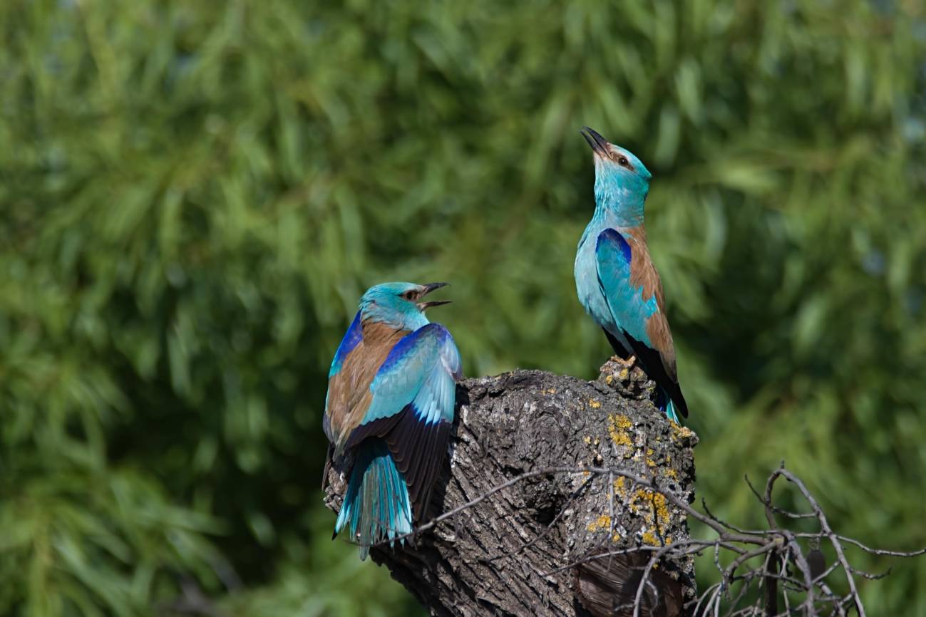 La agricultura intensiva es la causa principal del descenso de aves en Europa