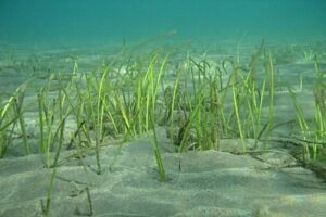 Las-praderas-marinas-en-Canarias-se-encuentran-en-grave-descenso