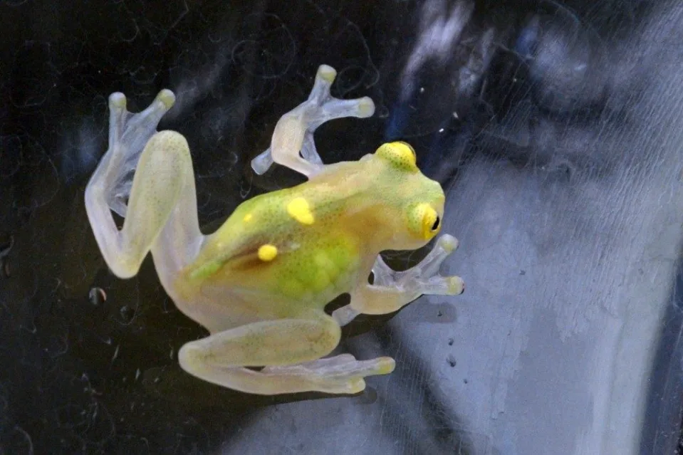 Descubren dos nuevas especies de «ranas de cristal» en los Andes de Ecuador