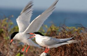 Roseate_terns_Palometas