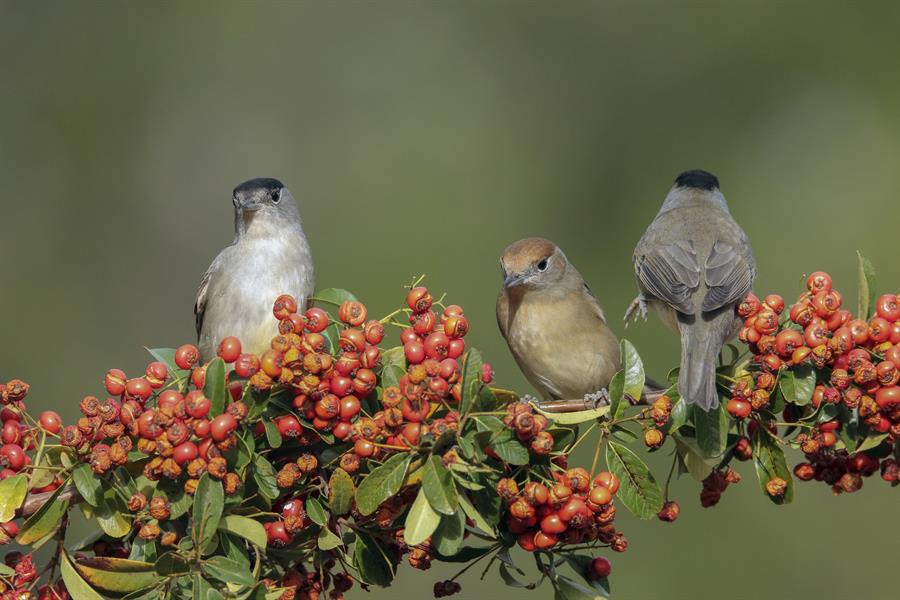 El cambio climático afecta a la reproducción de las aves migratorias