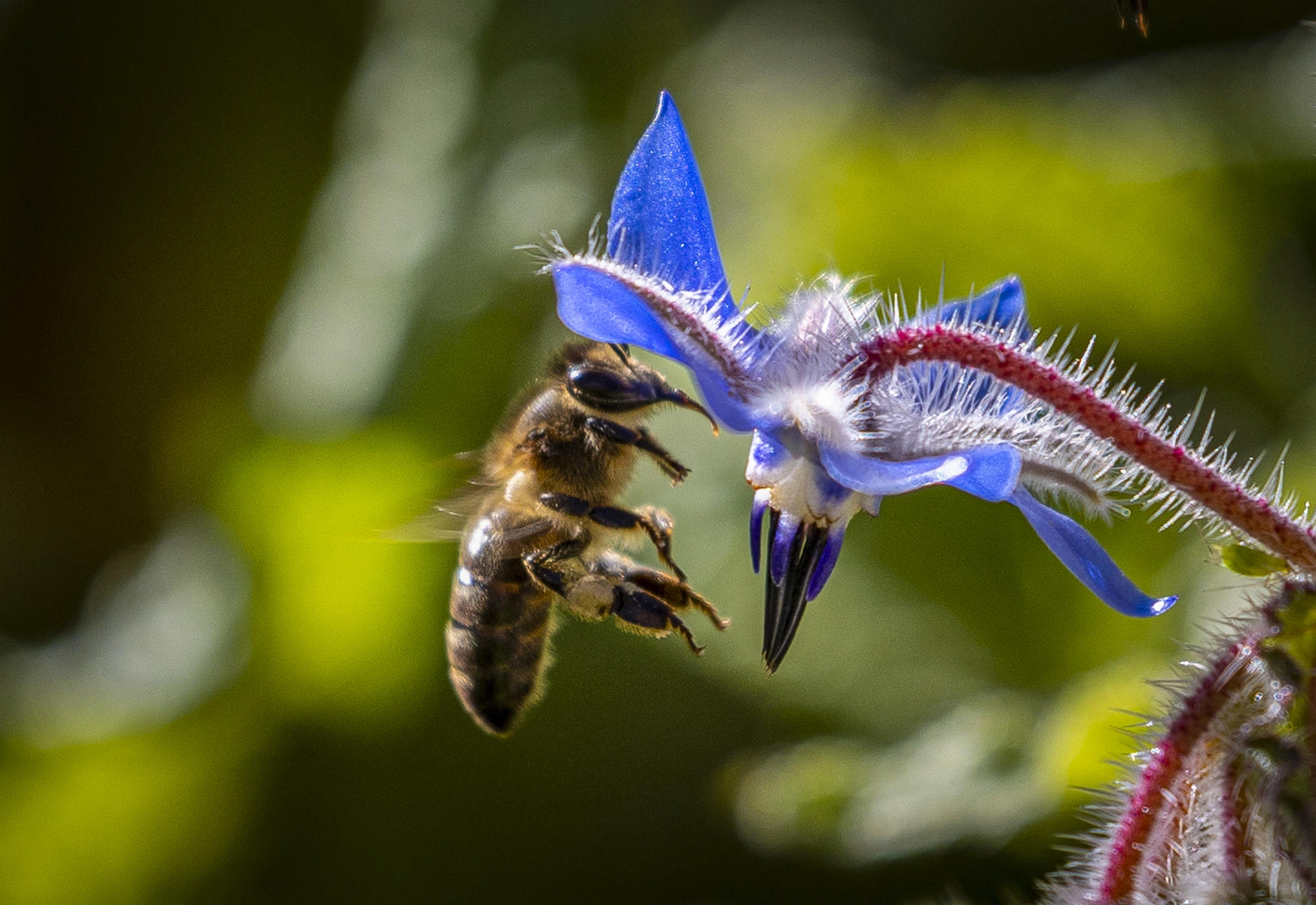 La FAO pide proteger a las abejas por ser «vitales» para el futuro de los ecosistemas