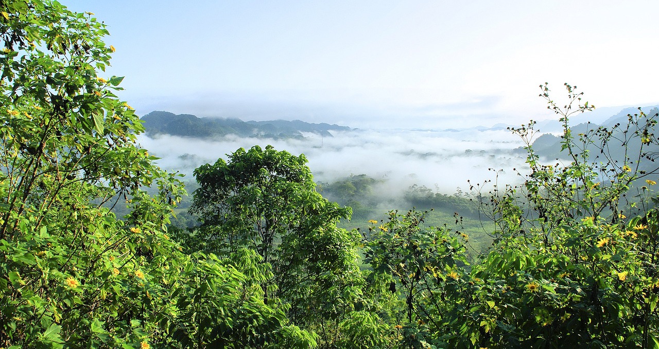 Científicos simularán cambio climático en la Amazonía para estudiar sus efectos