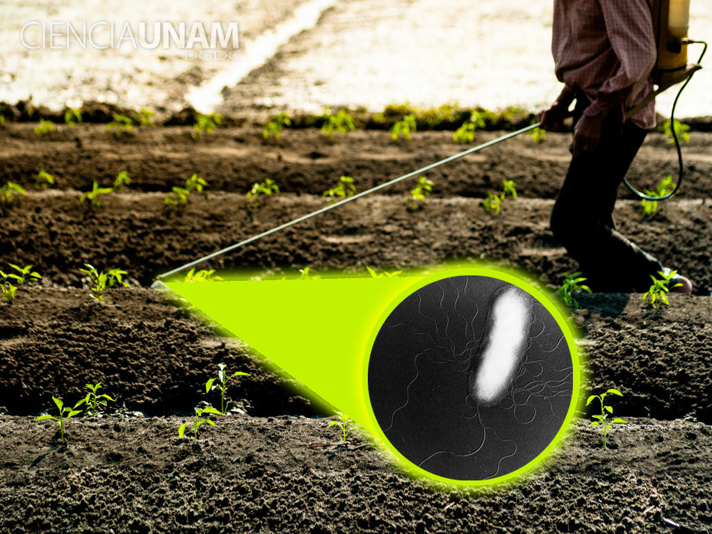 Así funcionan los biofertilizantes