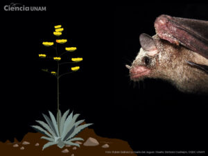 ar_murcielago_magueyero_19042023