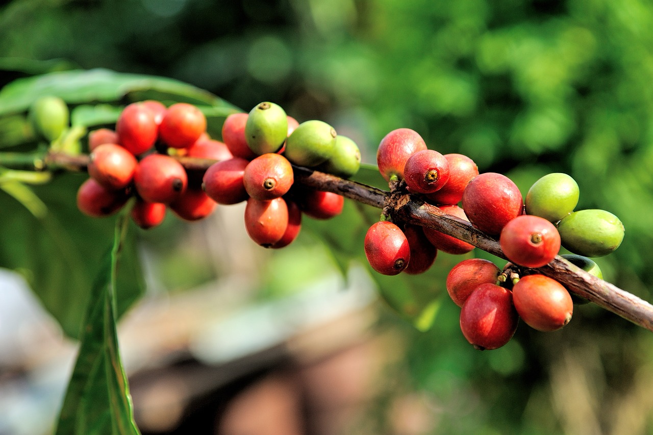 Crean serie documental que explora la cultura cafetera de Ecuador