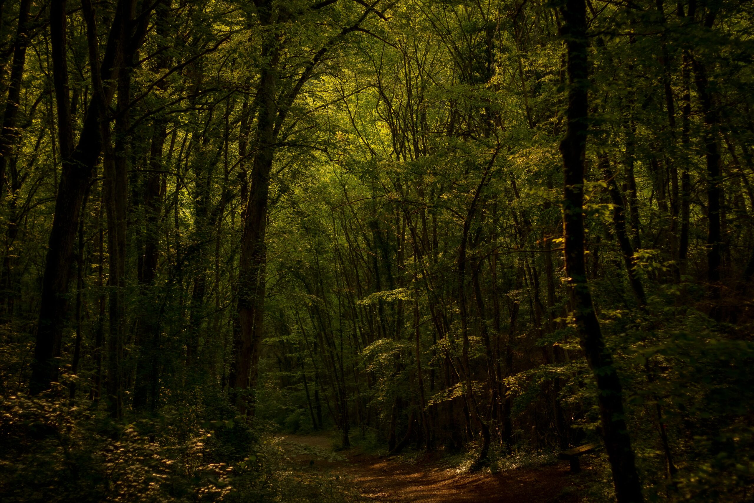 Francia plantará 1.000 millones de árboles adaptados al clima futuro de aquí a 2030