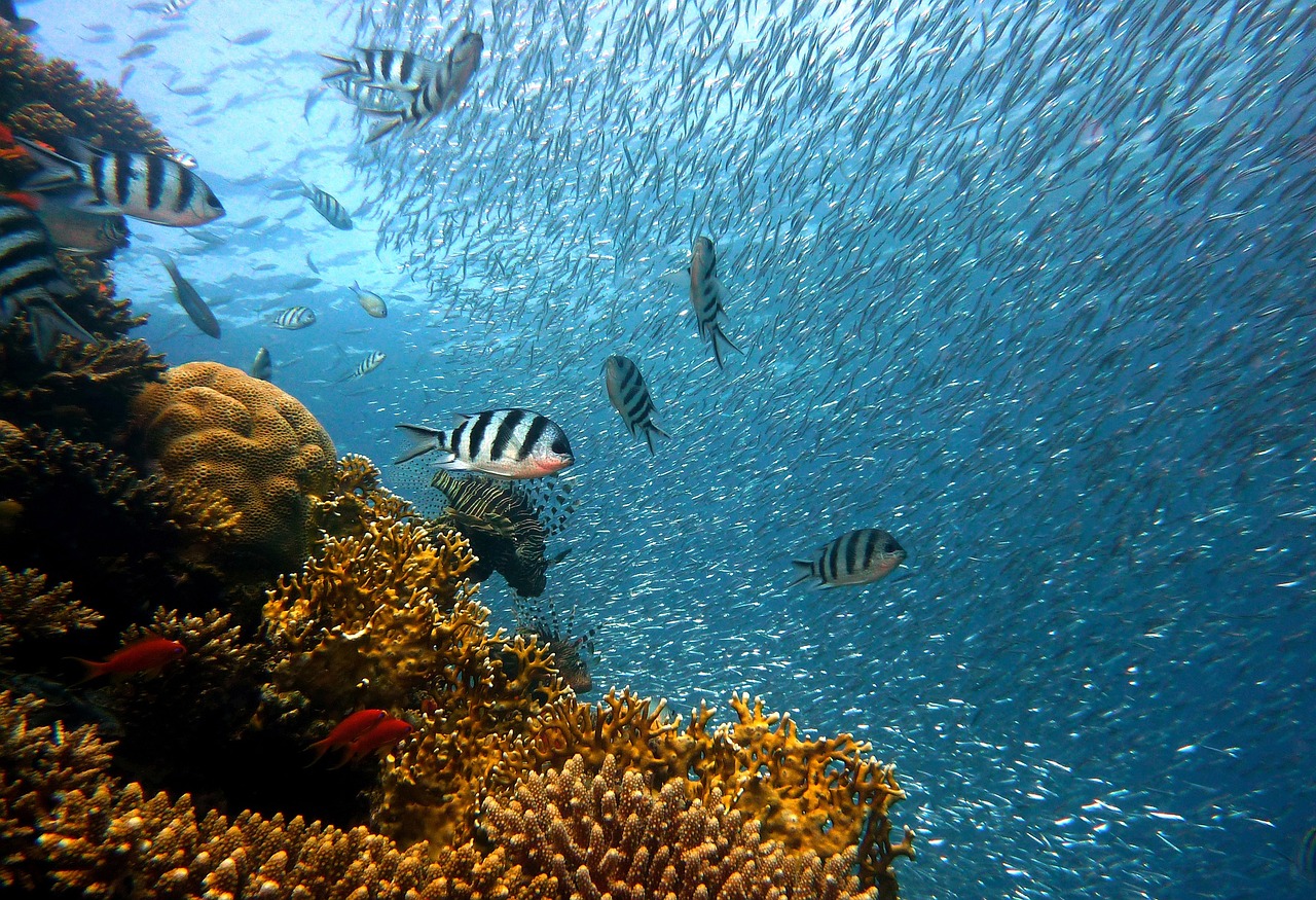 Los peces de la Amazonía brasileña están contaminados con mercurio, según estudio