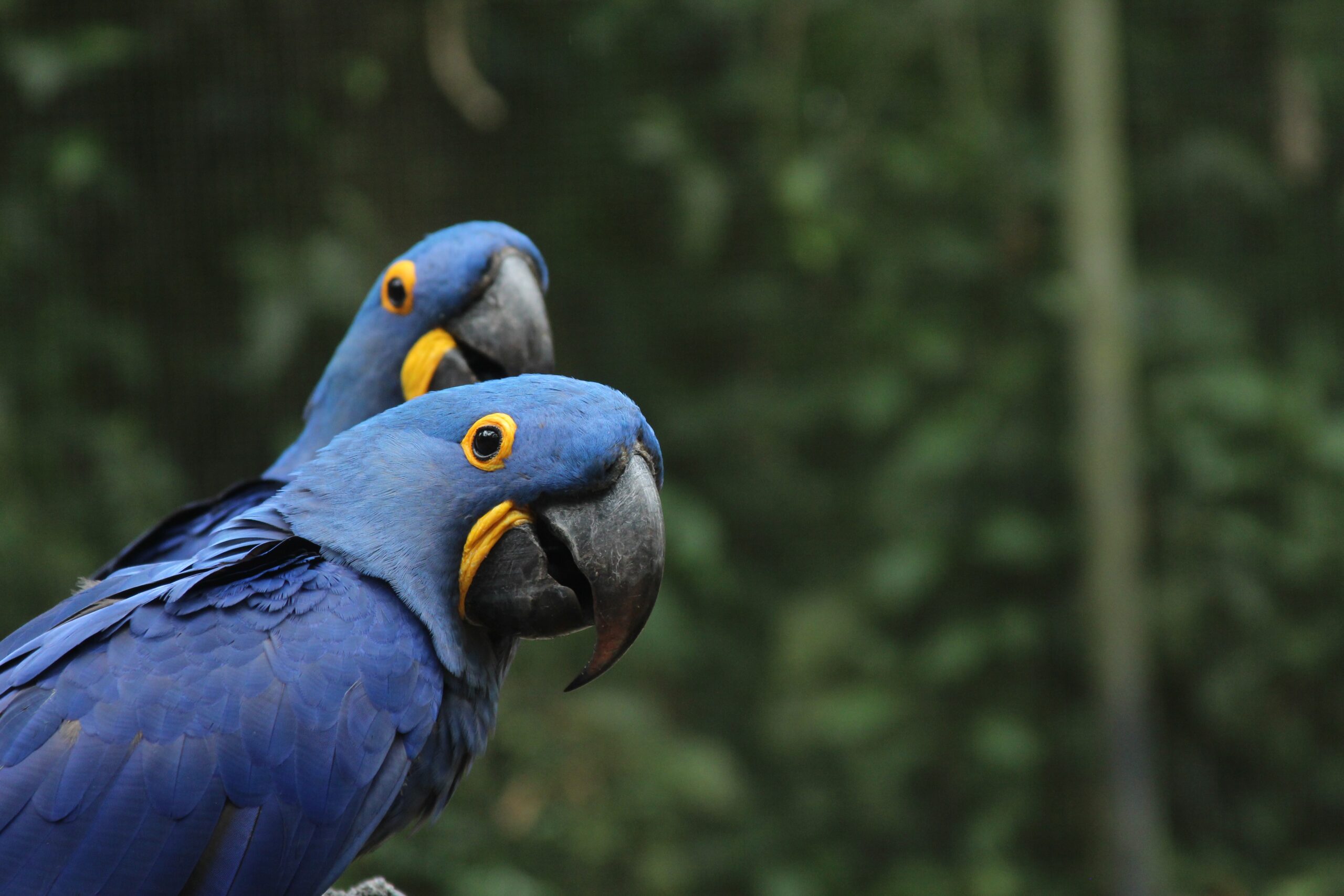 En peligro de extinción, los guacamayos frenan parque eólico en Brasil