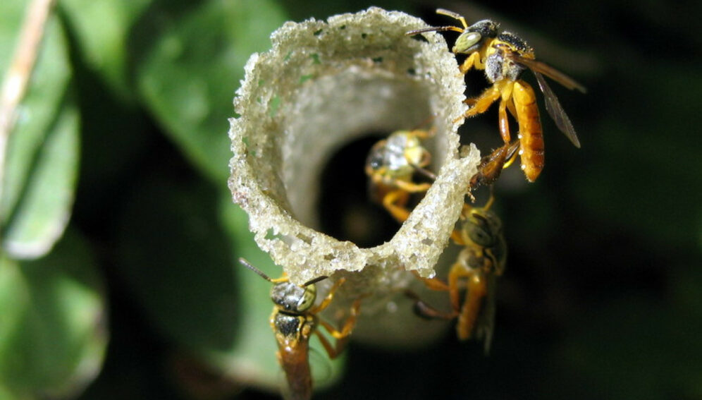 Confirman efectos nocivos del glifosato en las abejas