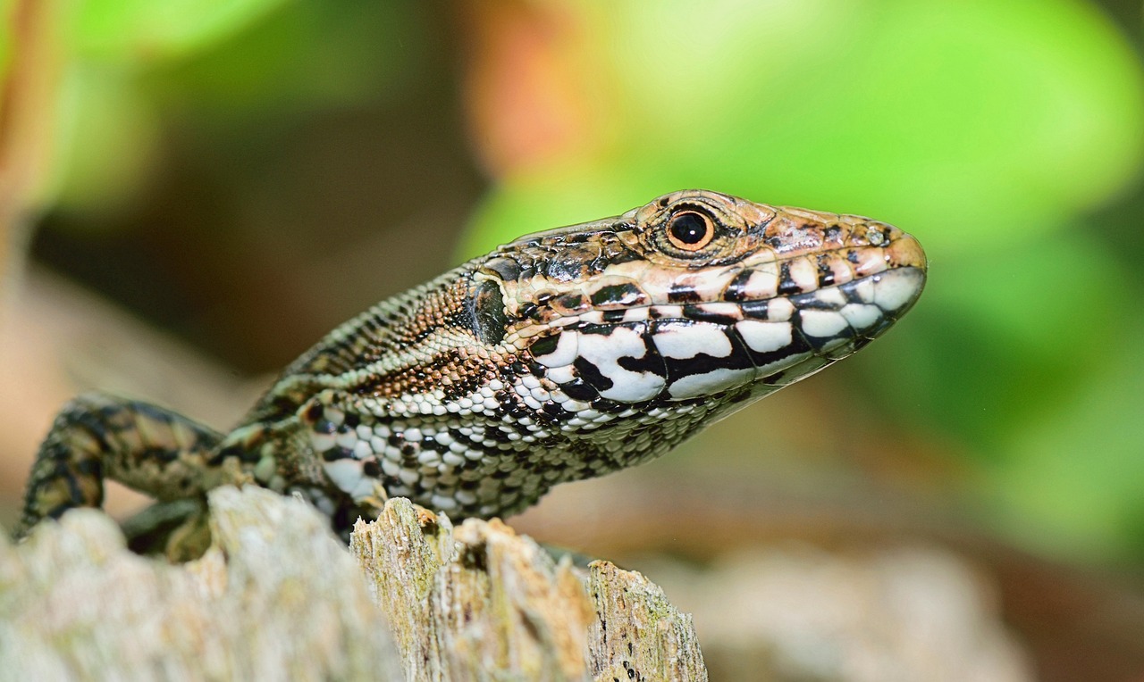 Descubren especie de lagartija en Ecuador y le dan nombre de líder indígena