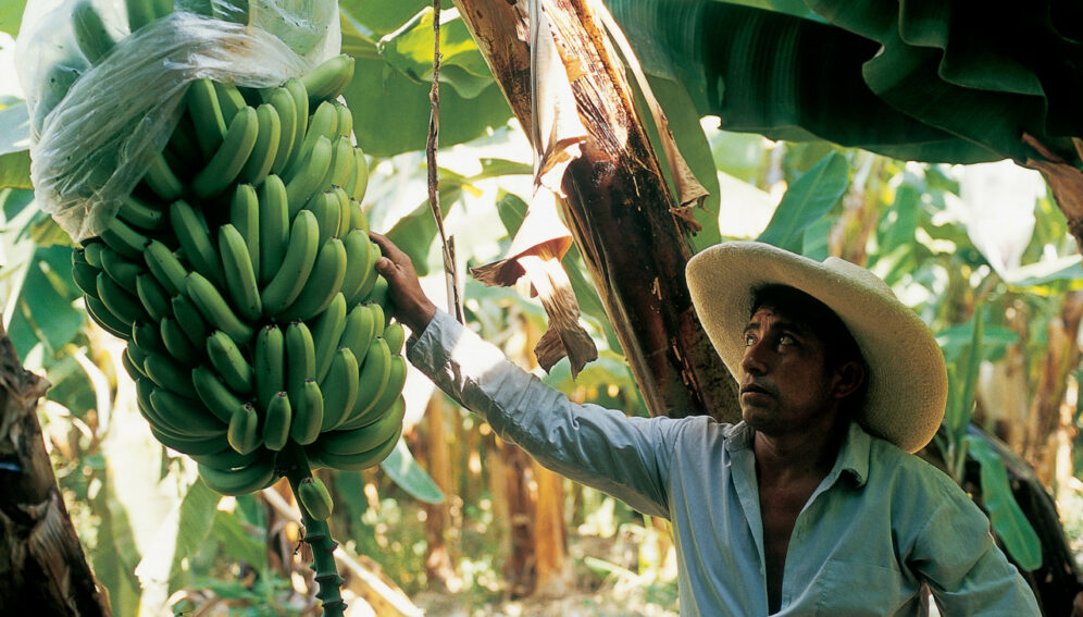 Faltan estudios sobre efectos de pesticidas en bosques tropicales