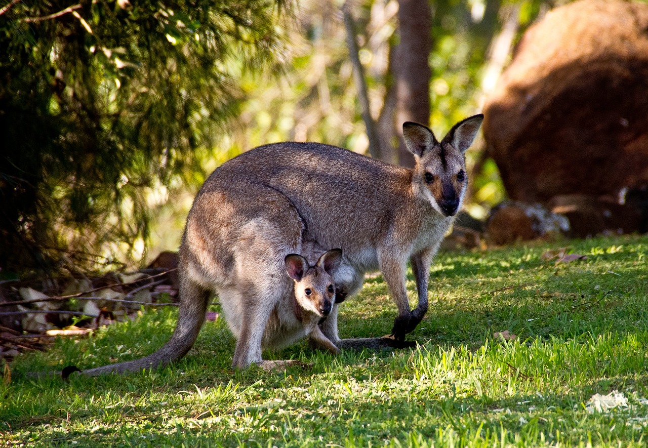 Australia valora sacrificar canguros para evitar que mueran de hambre