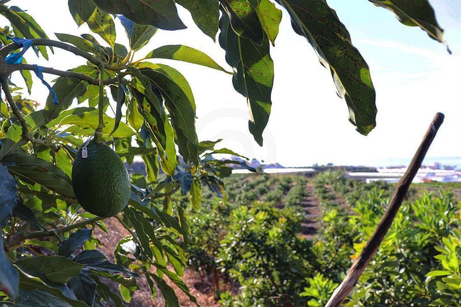 Agroindustria conflictiva y cambio climático: impacto del aguacate y la soya