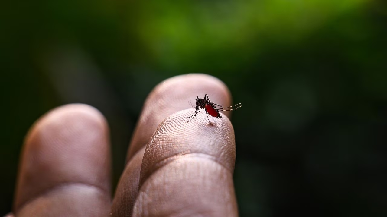 Bacterias en mosquitos: una solución contra enfermedades virales