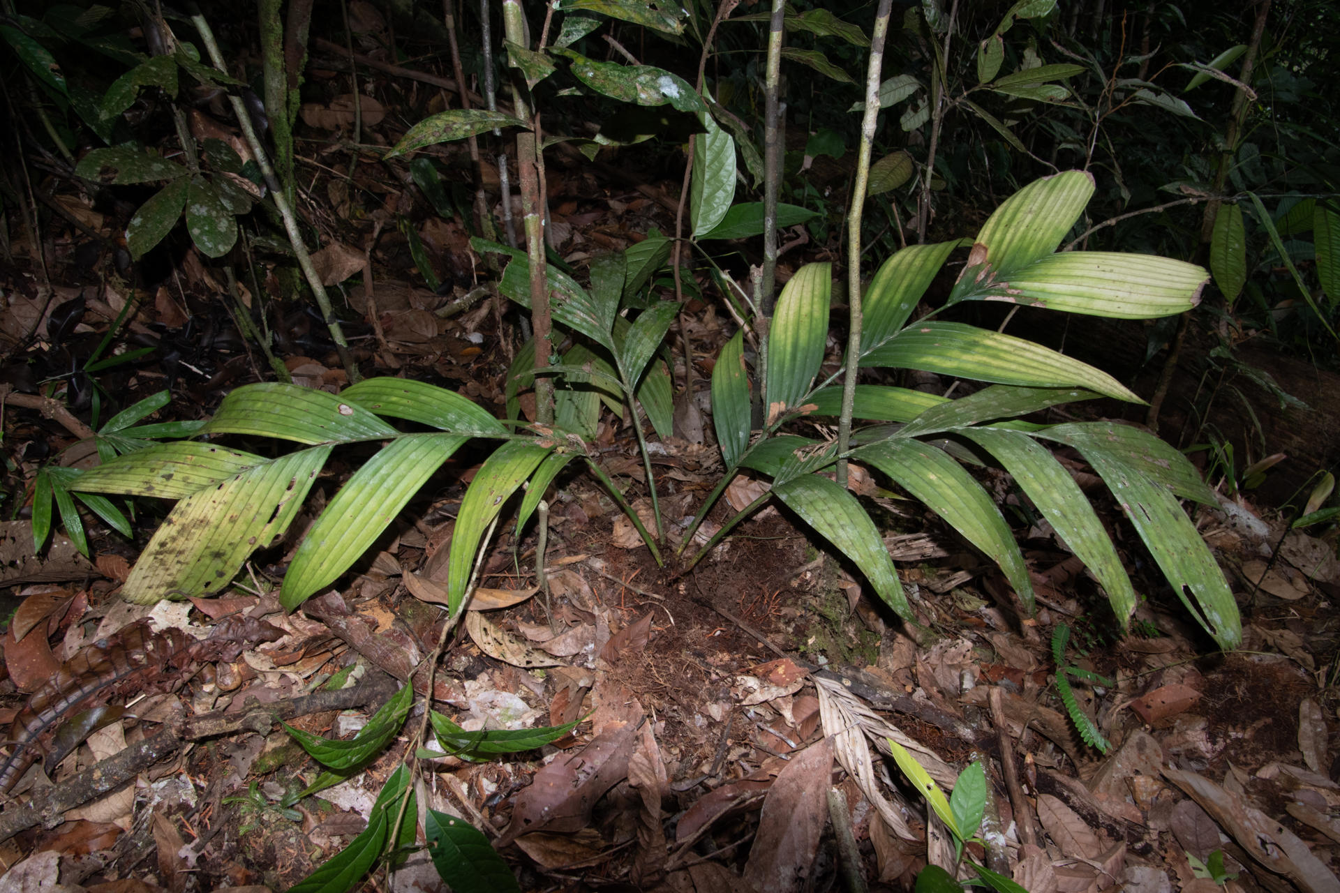 Identifican nueva especie de palmera que fructifica y florece bajo tierra