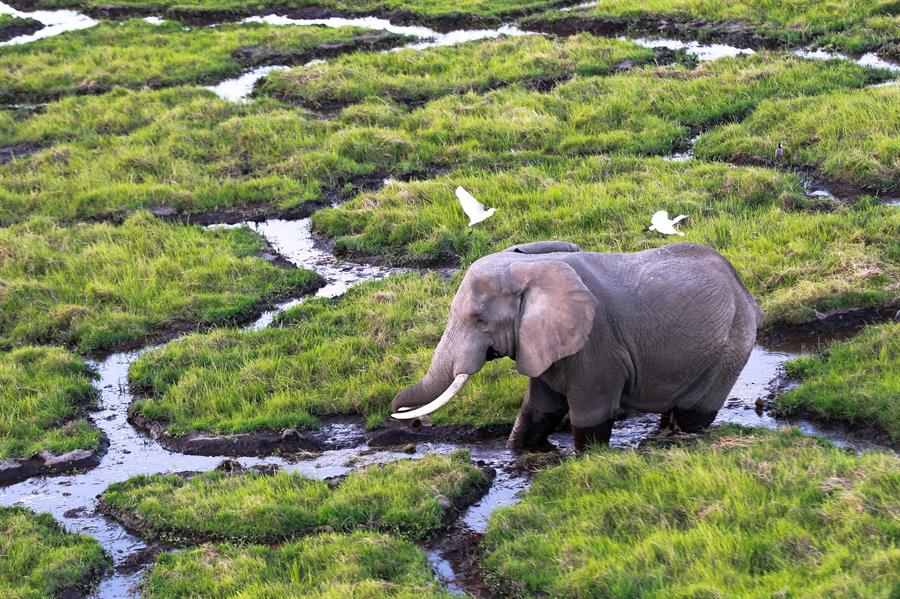 El cambio climático supera a la caza furtiva como gran amenaza de la vida salvaje en Kenia