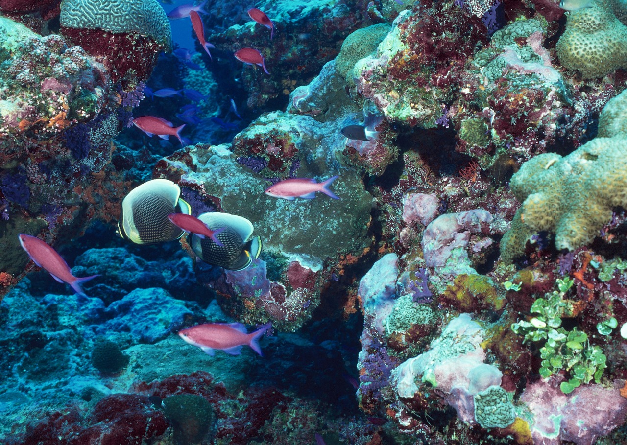 Descubren un arrecife de coral milenario en las Islas Galápagos