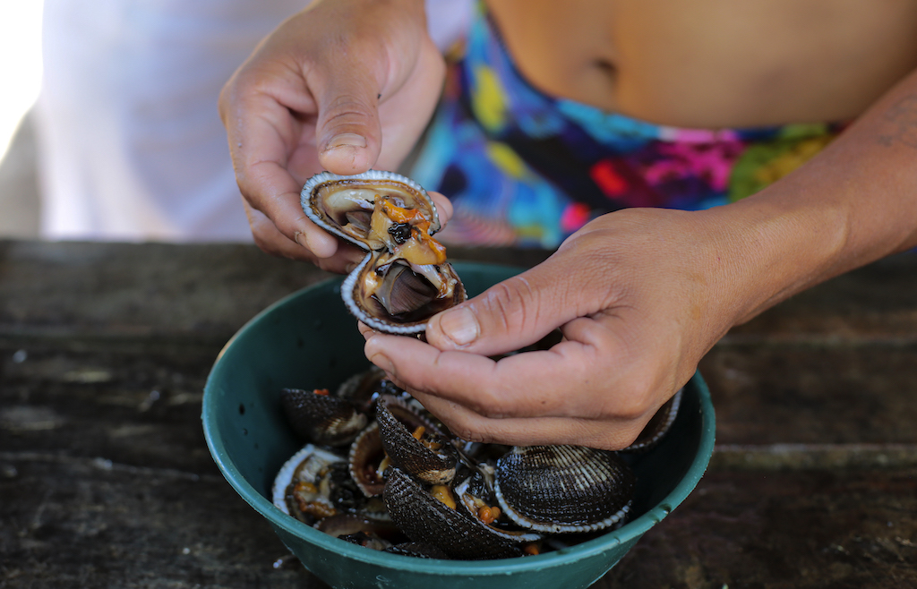 Recolección de conchas negras: sustento y conservación en Nicaragua