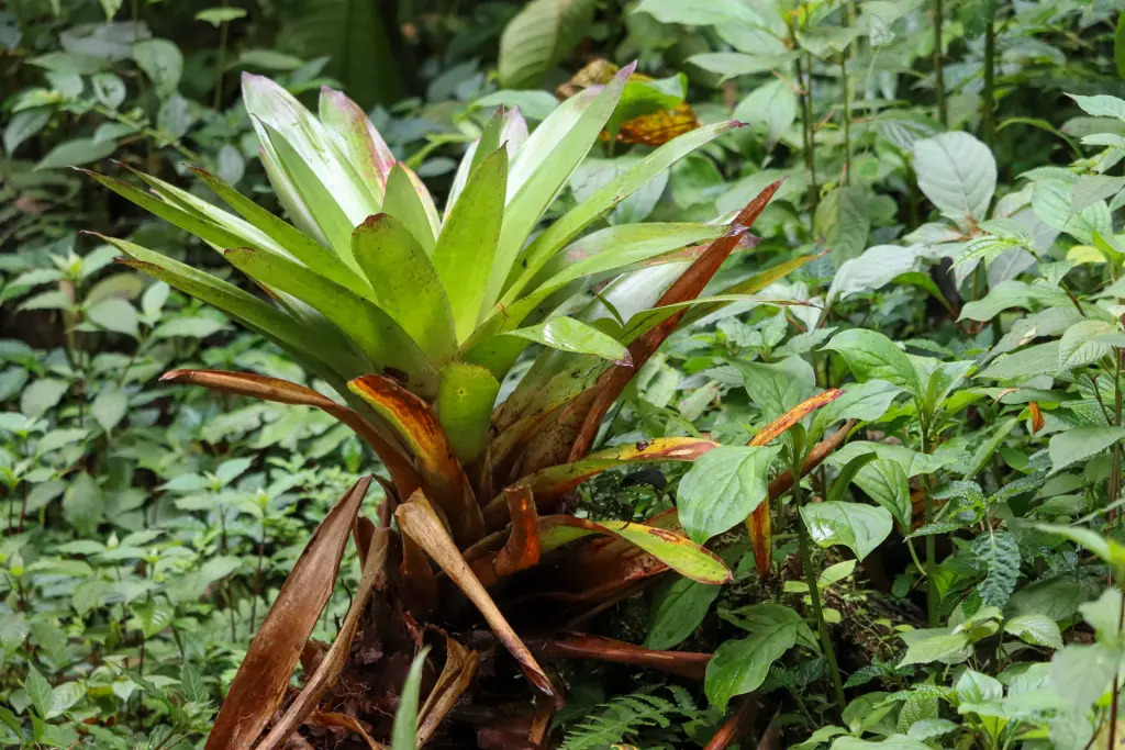 Reserva Ecológica Hemisferios: paraíso de biodiversidad en Ecuador