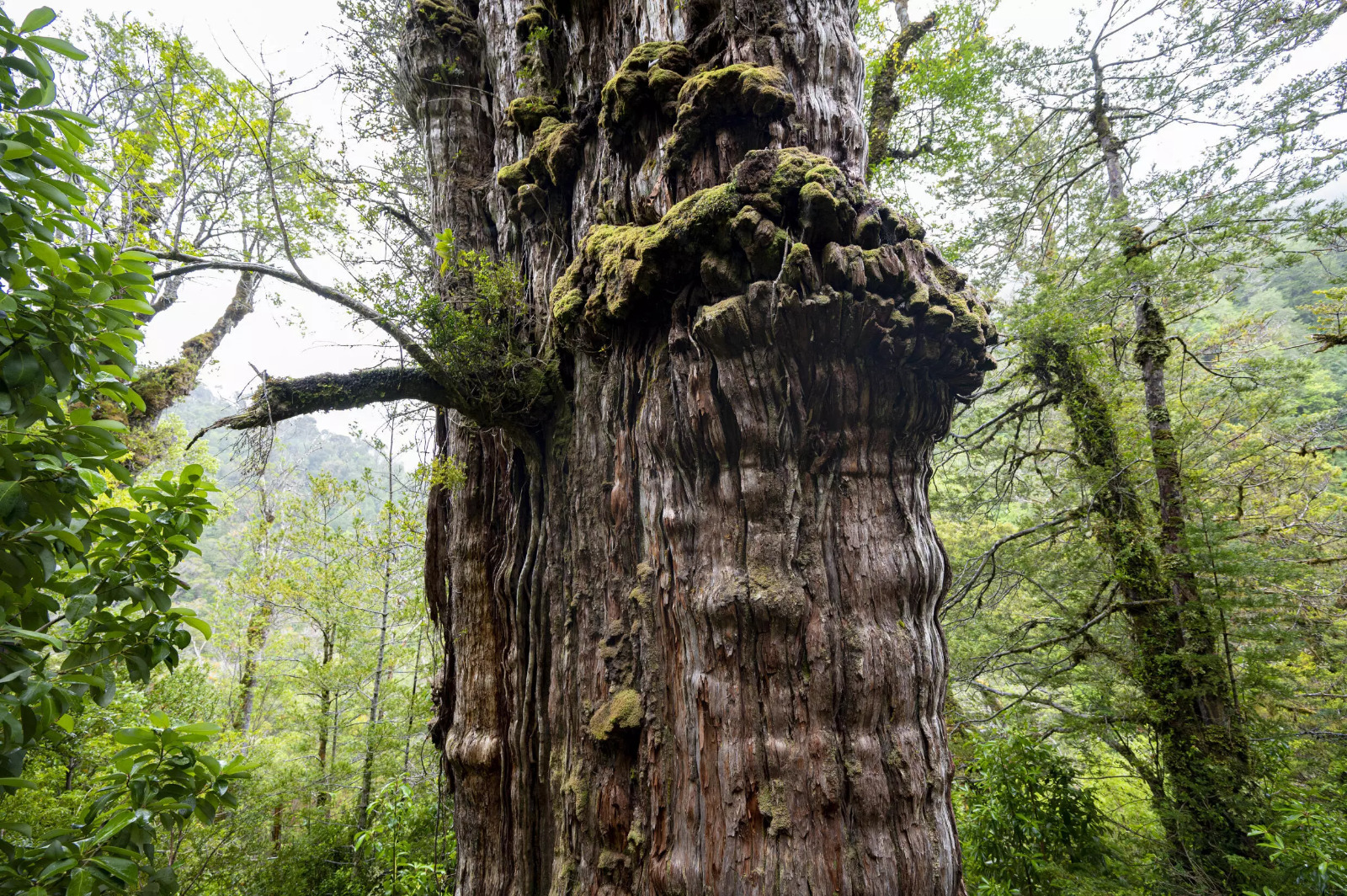 El ‘Gran Abuelo’, el gigantesco y milenario árbol de Chile