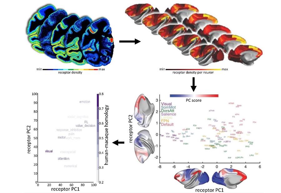 El Proyecto Cerebro Humano traza un mapa del cerebro que ayuda a estudiar los receptores