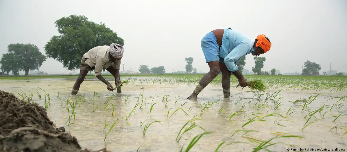 El Niño podría prolongar la inflación alimentaria