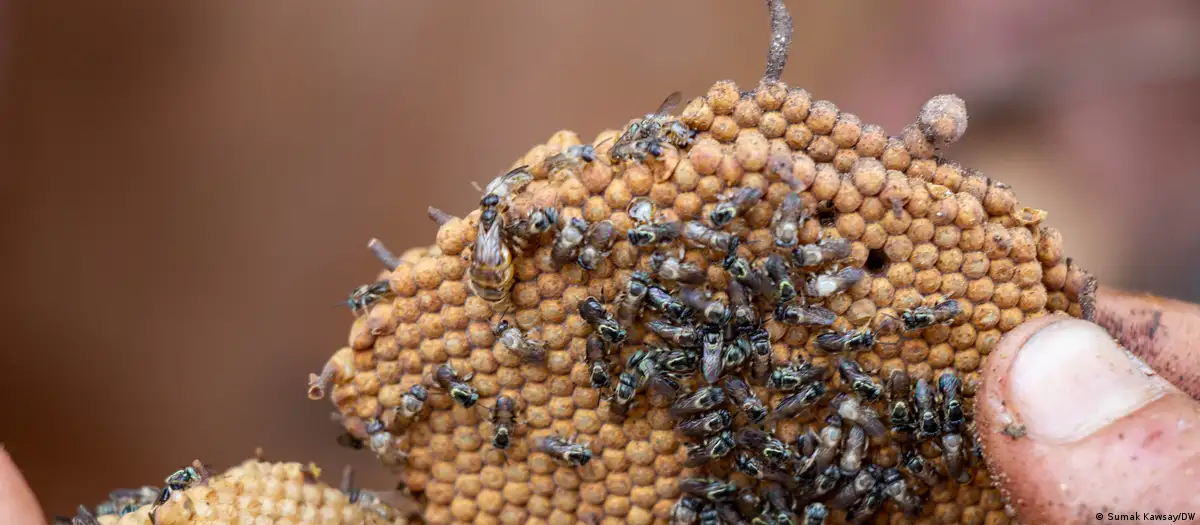 Salvando las abejas y los bosques en Perú