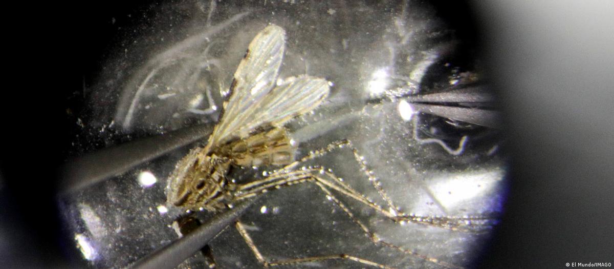 Descubren vía para desactivar el parásito de la malaria