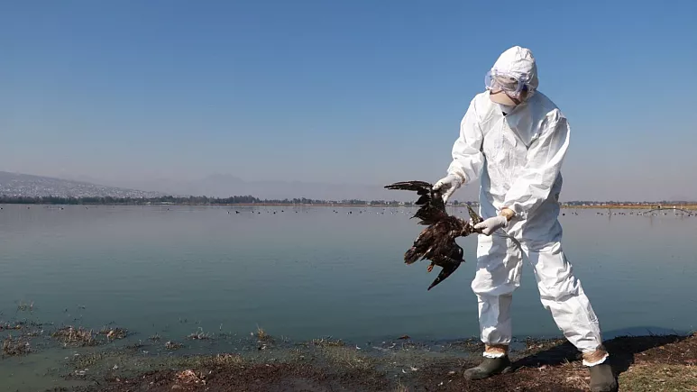 Ola de calor en México: El Niño mata a cientos de aves