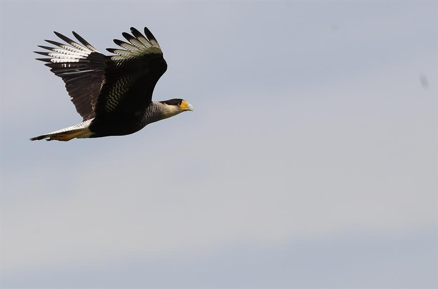 Pajarear, la fascinante aventura de observar aves en Argentina