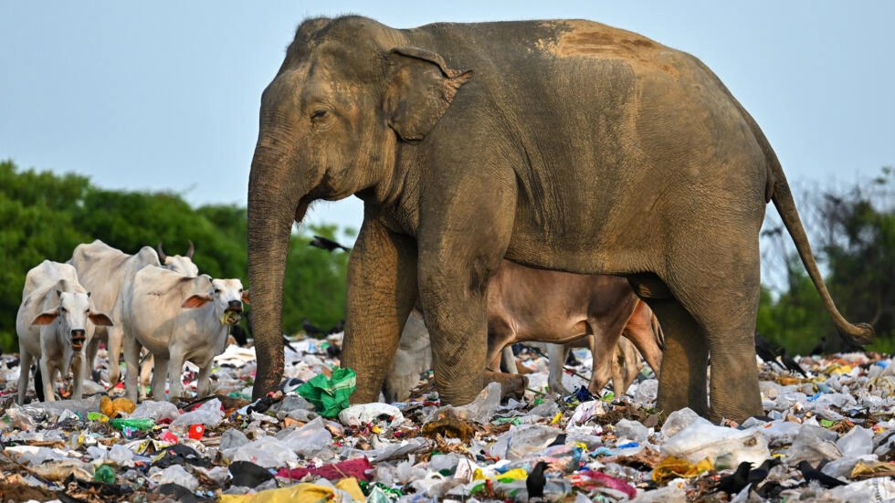 Muerte de elefantes alerta sobre los desechos plásticos en Sri Lanka