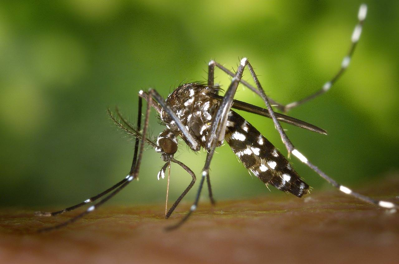 Se obtienen buenos resultados en una vacuna contra el chikungunya