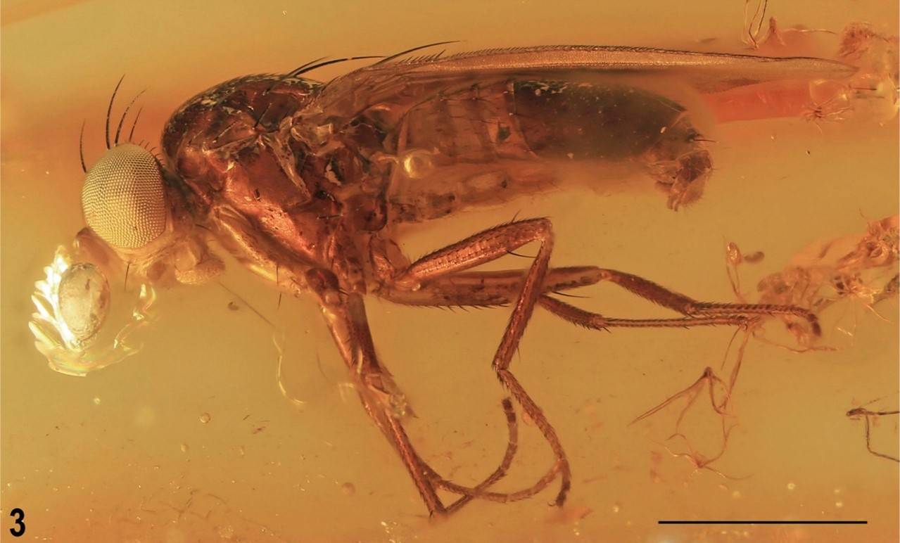 Descubren una nueva familia de insectos a partir de un fósil conservado en ámbar