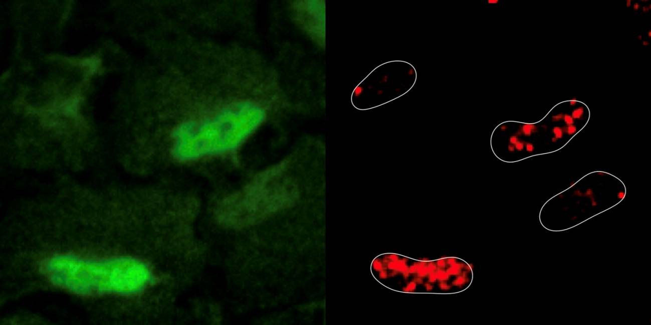 Las enzimas antioxidantes pueden reparar el daño en el ADN